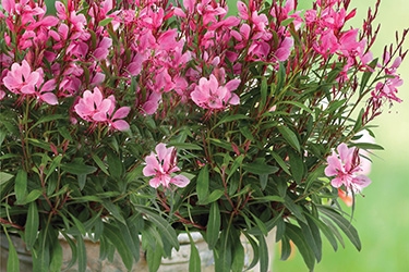 gaura 3.jpg